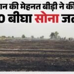 40 बीघा ‘सोना’ राख:छह किसान के खेत में रखा सारा गेहूं जला, बीड़ी पीकर अज्ञात ने फेंका; हवा ने किया घी का काम – Fire Breaks Out In 40-bigha Field In Mubarakpur Village