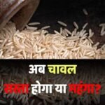 अब चावल के बाजार पर संकट! सप्लाई हुई ठप, मार्च में सबसे बड़ी गिरावट, सरकार ने क्या बताया?