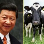 चीन में नई बीमारी फैलने का डर, मवेशियों को मौत के घाट क्यों उतार रहा ड्रैगन? बॉर्डर पर बढ़ाया कंट्रोल