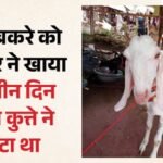 मटन खाने के बाद रेबीज का डर:जिस बकरे का मांस खाया उसे तीन पहले कुत्ते ने काटा था, पूरा परिवार पहुंचा अस्पताल – Fear Of Rabies After Eating Mutton Goat Consumed Had Been Bitten By Dog Three Days Earlier