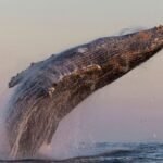 Humpback whales are forming super-groups