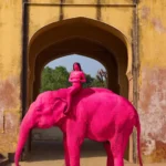 Controversy Erupts In Jaipur After Elephant Painted Pink Dies; Probe Ordered – Jaipur News