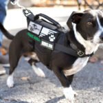 HUD Moves to Limit Assistance Animals for Disabled Tenants in Public Housing