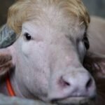 Donald Trump Buffalo: बकरीद पर कुर्बानी से बच गया ‘डोनाल्ड ट्रंप भैंसा’, आखिर बांग्लादेश सरकार ने क्यों लिया ये फैसला?