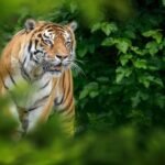 Maharashtra:चंद्रपुर में बाघ ने किया हमला, चार महिलाओं की मौत; तेंदू के पत्ते कर रही थी इकट्ठा – Four Women Killed In A Tiger Attack In Chandrapur While Collecting Tendu Leaves