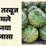 ‘न तरबूज, न चिकन बिरयानी’:मुंबई में चार लोगों की मौत मामले में खुलासा; विसरा रिपोर्ट में हुई इस जहर की पुष्टि – Mumbai Family Deaths Rat Poison Ingredient Zinc Phosphide Found In Viscera Report