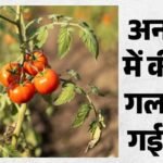 टमाटर खाने के बाद मौत:खेत में पौधे से तोड़कर खाते ही बिगड़ी तबीयत, उपचार के दौरान चली गई जान – Girl Dies In Nuh After Eating Pesticide Laced Tomatoes