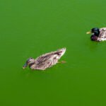 Algae Is Turning the Reflecting Pool Green. Again.