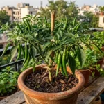 घर की बालकनी बनेगी मिनी फार्म, बिना केमिकल के उगाएं ये 5 आसान सब्जियां