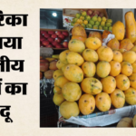 अमेरिका में छाया भारतीय आमों का जादू:दो घंटे में बिका पूरा स्टॉक; अल्फांसो से दशहरी तक के दीवाने हुए अमेरिकी – Mango Magic Takes Over Us As Indian Consulate In Seattle Brings Seven Premium Varieties To Americans