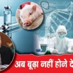 Explained: बुढ़ापे पर कंट्रोल और सुअर के अंदर इंसानी अंगों की खेती! जवानी और ताकत के लिए पुतिन का नया प्रोजेक्ट क्या है?