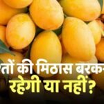 Mango: नेपाल में भारत के आम बिकेंगे या नहीं? अब आया सरकार का बयान, दूर किया लोगों का बड़ा भ्रम