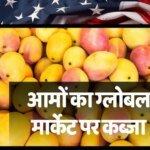 Mango Export: हवाई जहाज छोड़ समुद्र से विदेश भेजे जा रहे आम, इस ट्रिक से कैसे मालामाल होंगे किसान?