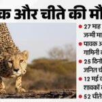 Another Blow In Kuno: Female Indian Cheetah Kgp11 Dies, Number Drops To 49 – Madhya Pradesh News