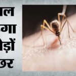 Us:मच्छरों की आबादी घटाने के लिए गूगल ने निकाली गजब तरकीब, बीमारी वाली प्रजातियों के खात्मे की बनाई योजना – Google To Release Millions Of Mosquitoes To Reduce Disease-carrying Species Devises An Ingenious Method