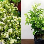 Gardening Tips: घर की बालकनी और छत को महका देंगे ये 4 सुगंधित पौधे, हर कोई पूछेगा नाम