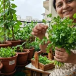 बारिश में सबसे आसानी से उगती हैं ये 5 सब्जियां, छत या बालकनी में भी मिलेगा शानदार रिजल्ट