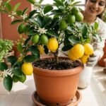 घर के किचन गार्डन में ऐसे उगाएं रसीले नींबू, बाजार जाने का झंझट होगा खत्म