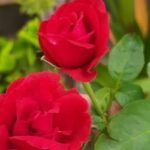 बारिश में सबसे ज्यादा खिलते हैं गुलाब की ये 5 वैरायटी, जो आपके गार्डन की बढ़ा देंगी खूबसूरती
