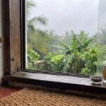 छिपकलियों से छुटकारा चाहिए? मानसून में अपनाएं ये 5 आसान उपाय