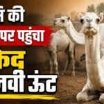 बीकानेर से तैयारी:देश की दुर्लभ सफेद ऊंट नस्ल पर संकट, वैज्ञानिकों ने तैयार किया विशेष प्रजनन समूह; जानें – Bikaner-rare-white-camel-breed-crisis-special-breeding-group-prepared News In Hindi