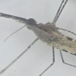 An Invasive Mosquito Is Spreading With Alarming Speed, Threatening Africa’s Cities