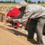 Wheat Export: गेहूं निर्यात पर भारत सरकार का बड़ा फैसला, सालों बाद हटाया बैन