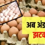 20-25 रुपये में बिकेगा एक अंडा! क्या सच में इस कदर बढ़ जाएंगे रेट?