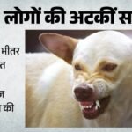 Up:मृत पड़ा मिला 23 लोगों को काट चुका कुत्ता, इनमें से तीन पुलिसकर्मी भी, संक्रमण के खतरे से सहमे पीड़ित – Dog That Had Bitten 23 People Found Dead