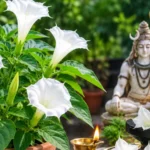 भगवान शिव की पूजा के लिए घर में उगाएं धतूरा, जानें मिट्टी से लेकर देखभाल तक सबकुछ