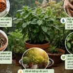 लगातार बारिश से पौधे हो रहे हैं खराब? अपनाएं ये 5 आसान टिप्स