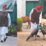 मोर को दाना खिलाया, गाय को चारा दिया:पीएम ने लाल किले पर जाने से पहले का वीडियो किया साझा; क्या कहा? – Pm Modi Feeds Cows And Peacocks Every Morning Red Fort Visit Social Media Post