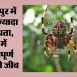 शिमला:कांगड़ा घाटी में मिलीं मकड़ियों की 26 रिकॉर्ड प्रजातियां, पर्यावरण नियंत्रण में अहम भूमिका का रेखांकन – 26 Recorded Spider Species Found In Kangra Valley