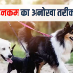 रोज 50000 रुपये का इनकम, वकालत छोड़ कुत्तों को घूमा रही लड़की