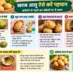 दुकानदार इस तरह छुपाकर रखता है खराब आलू, खरीदने से पहले ऐसे करें पहचान