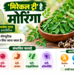 सहजन की पत्तियों से बीज तक, हर हिस्सा है खास; PM मोदी भी खाते हैं इसके पराठे
