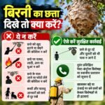 बिरनी का झुंड हमला करे तो कैसे बचें? झारखंड में 5 मौतों के बाद जानें जरूरी सावधानियां