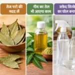 कॉकरोच और चींटियों ने कर रखा है नाक में दम? इन घरेलू चीजों से करें छुट्टी