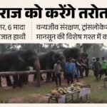 कान्हा टाइगर रिजर्व:ड्यूटी पर तैनात 16 हाथियों को सात दिन की ‘छुट्टी’, मालिश-खेल के साथ मिलेगा खास आहार – Kanha Tiger Reserve Elephants Seven Day Rejuvenation Camp