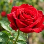 गुलाब के पौधे में फूल नहीं आ रहे? वजह हो सकती हैं ये 6 गलतियां